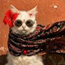 ᥫ𓆩Mārjāri𓆪 profil fotoğrafı