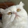 bolsinha da hello kitty 🐱❤️ profil fotoğrafı