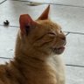 Profilbild von Schnib
