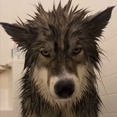 wet soggy puppy's profile picture