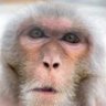 Фото профиля insufferablemonkey
