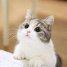 陳柏's profile picture