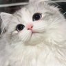 Kutteok's profile picture