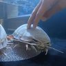 Giant Isopod's profile picture