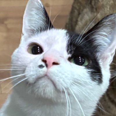 すみパン@6/14(日)譲渡会's profile picture