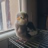Abdelhak profil fotoğrafı