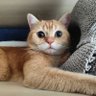 Miyavizm profil fotoğrafı