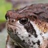Profilbild von WizenedFrog