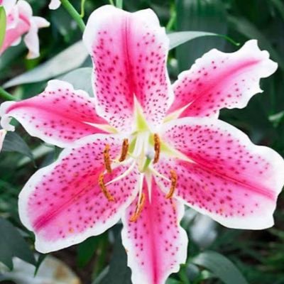 chhocolatemouss's profile picture