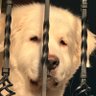 Null_Sesh's profile picture