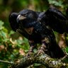 Black 🦅 的头像