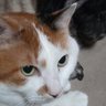 緑の使い魔 profil fotoğrafı