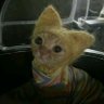 lal #ZSL's profile picture