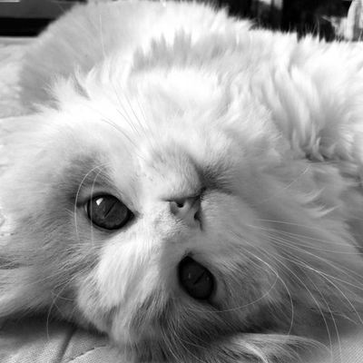 Laann🌟's profile picture