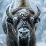 🦬's profile picture