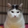 😺accho😺's profile picture
