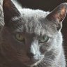 Фото профиля Fairly Feisty Sarcastic Cat