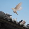 Profilbild von 🕊️