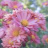 aster / flower's profile picture