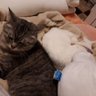 びつおとあんず's profile picture
