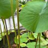 Svaralexa 的头像