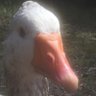 Profilbild von GooseHerder