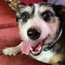 Profilbild von The Merrier Terrier 99