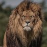 wild animals profil fotoğrafı