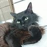 まったり猫気分🐺🍖's profile picture