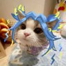 Profilbild von icebird