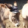 Profilbild von Donkey
