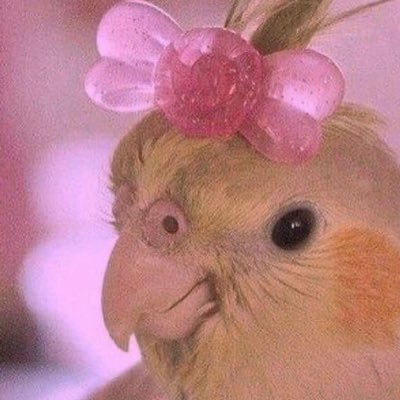 kittygang_4ever's profile picture