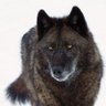Profilbild von Ron Johnson