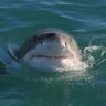 BloodShark 的头像