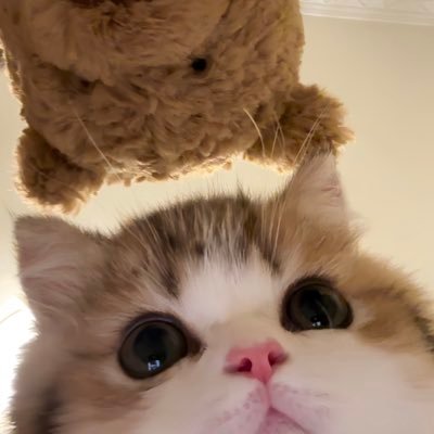 senmaOvo's profile picture