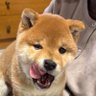 Profilbild von シャチホコ