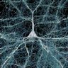 Active Brain Cell's profile picture
