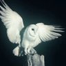Oli profil fotoฤrafฤฑ