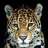 Te orienta!'s profile picture