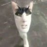 Profilbild von Dexter