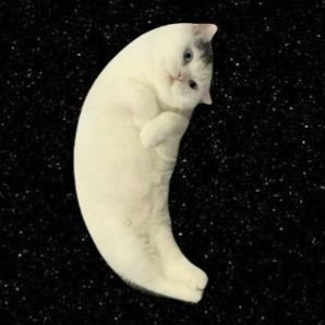 Mooncat's profile picture