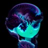 sam.rise's profile picture
