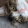 ふ〜ちゃん 的头像