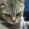 Kupo's profile picture