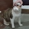 Фото профиля ellmeow_♡