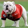 DawgsOnTop+ChantsUp 的头像