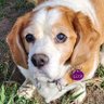 𝑴𝒔. 𝑫𝒊𝒏𝒈𝒐 🐶🐶 🇦🇺 profil fotoğrafı