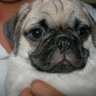 Pugzy 的头像