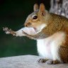 Ash Patrol profil fotoğrafı