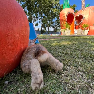 ʚตังโมแป่นɞ's profile picture